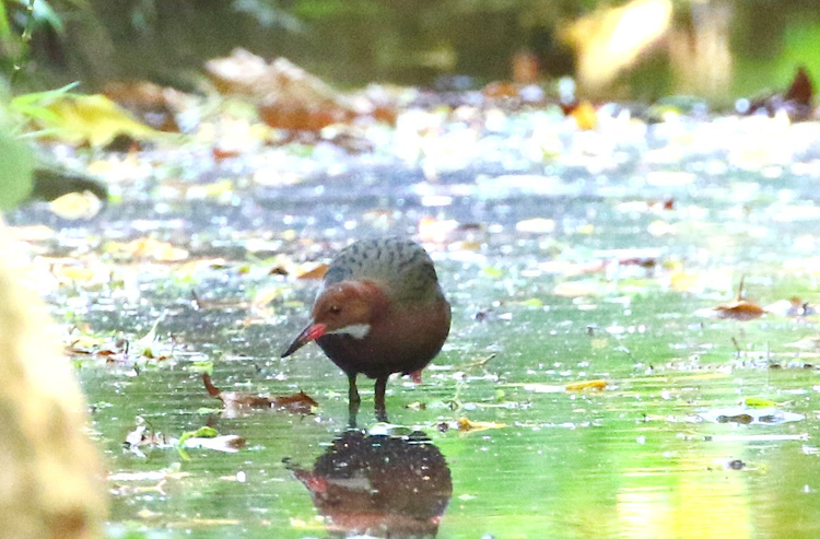 Loai ga tuyet tich 136.000 nam bong hien hinh, chuyen gia sung sot-Hinh-3