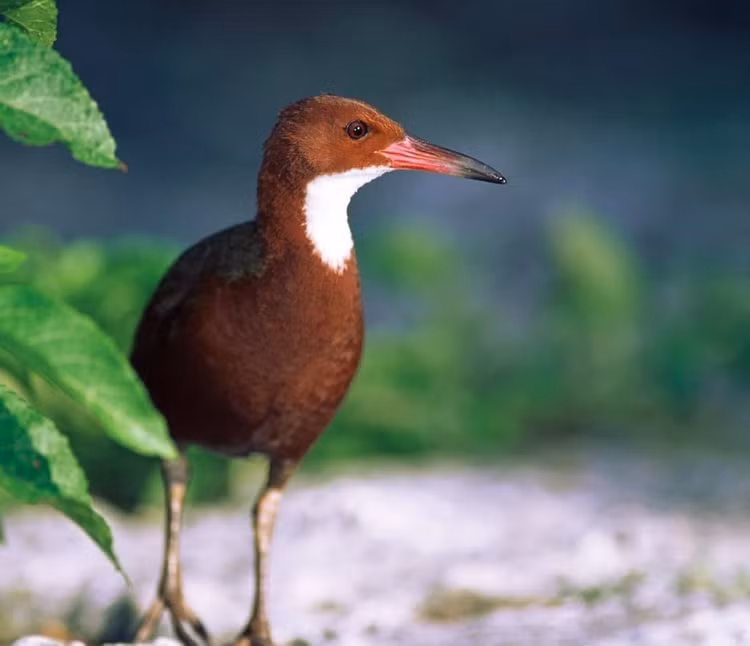 Loai ga tuyet tich 136.000 nam bong hien hinh, chuyen gia sung sot-Hinh-2