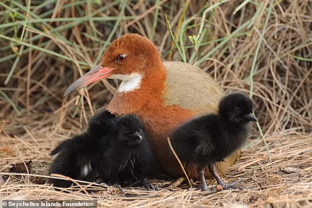 Loai ga tuyet tich 136.000 nam bong hien hinh, chuyen gia sung sot-Hinh-7