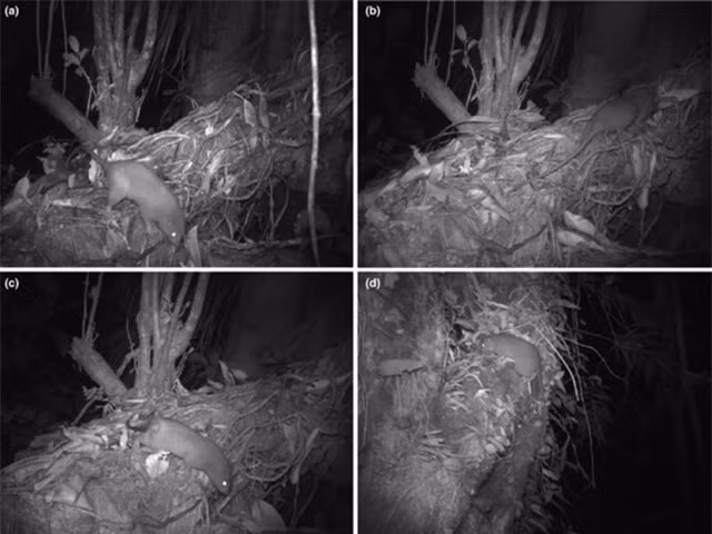 Chuot khong lo hiem nhat the gioi, co the tuong duong mot em be-Hinh-6