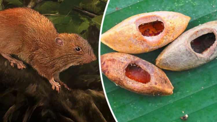 Chuot khong lo hiem nhat the gioi, co the tuong duong mot em be-Hinh-4