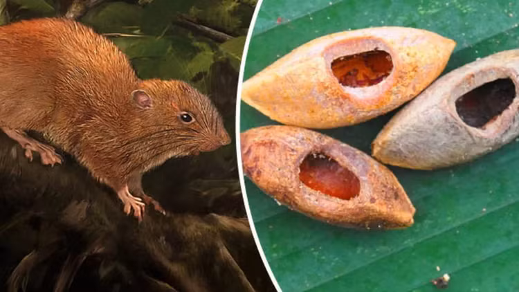 Chuot khong lo hiem nhat the gioi, co the tuong duong mot em be-Hinh-4