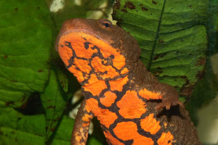 Loai ca quy hiem bac nhat the gioi, chi co o Viet Nam-Hinh-4