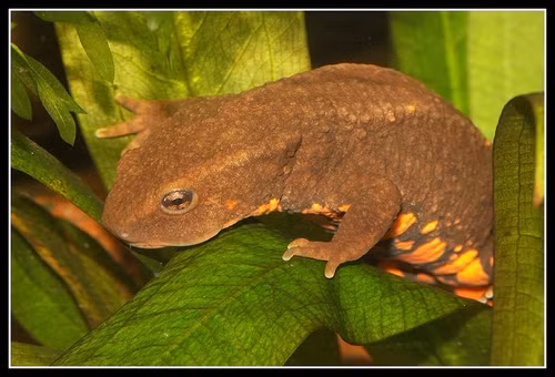 Loai ca quy hiem bac nhat the gioi, chi co o Viet Nam-Hinh-5