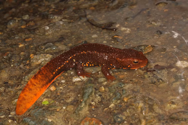 Loai ca quy hiem bac nhat the gioi, chi co o Viet Nam-Hinh-3