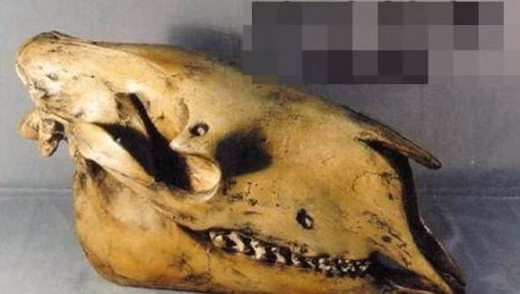 Loai vat tuyet chung 500.000 nam bong hoi sinh ky dieu-Hinh-6