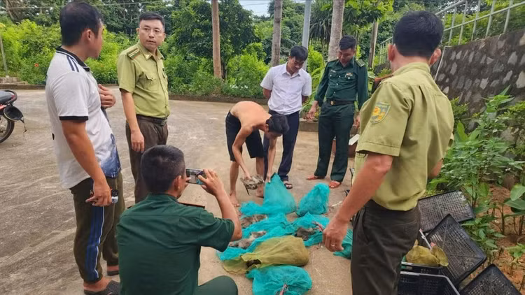 Khi duoi dai o Con Dao bi bat trai phep: Loai sap tuyet chung