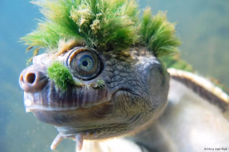 Loai vat quy hiem nhat hanh tinh, so huu bo toc 'chat lu'