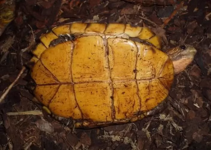 Soi loat dong vat cuc quy sap duoc tha ve rung o Quang Ngai-Hinh-2