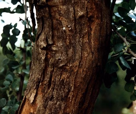 Loai go quy hiem nhat the gioi, mat 2 the ky de 'lon'-Hinh-8