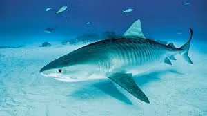 Mo bung 'thuy quai', kinh hoang phat hien thu mau den-Hinh-8