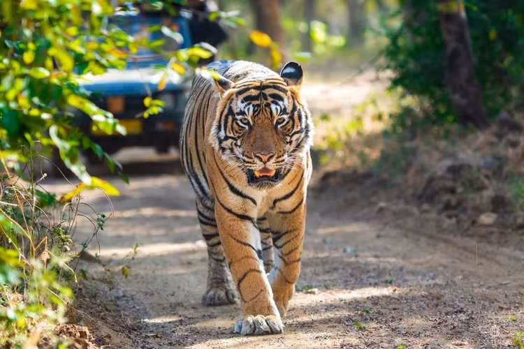 Ho Bengal da chet trong KDL Vuon Xoai quy hiem co nao?-Hinh-5