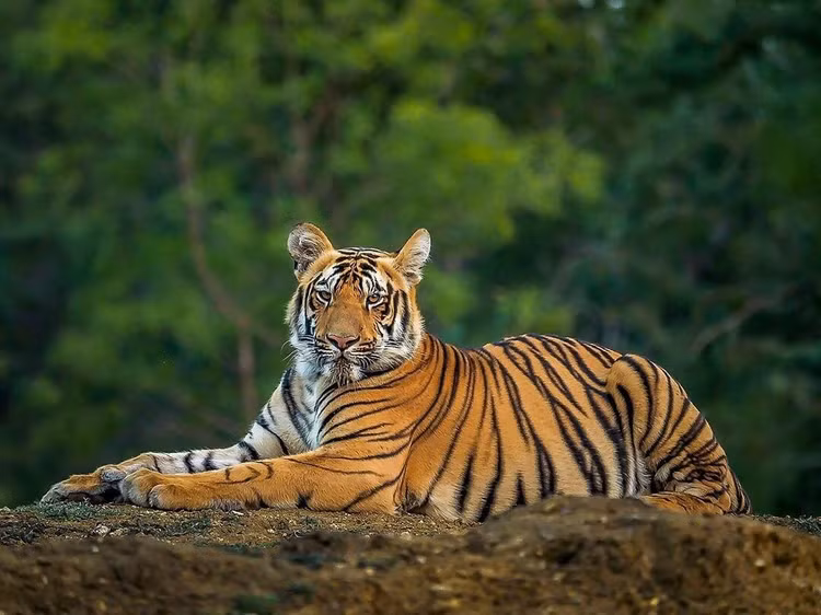 Ho Bengal da chet trong KDL Vuon Xoai quy hiem co nao?-Hinh-3