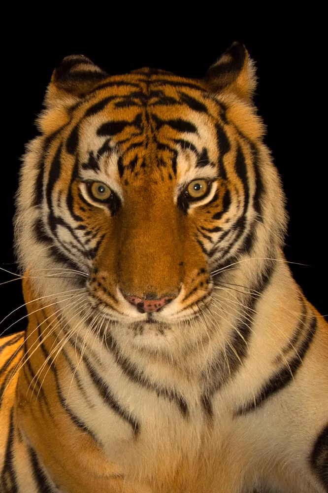 Ho Bengal da chet trong KDL Vuon Xoai quy hiem co nao?-Hinh-6