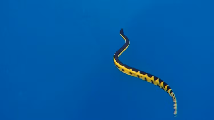 Loai ran cuc doc chi xuat hien sau bao, co the gay chet nguoi-Hinh-6