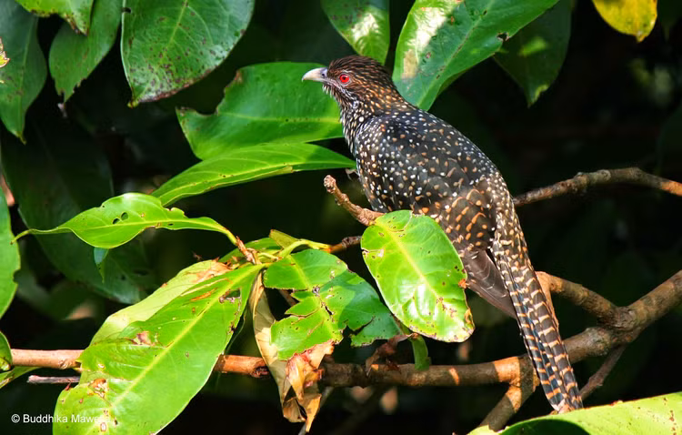 Loai chim quy quyet nhat Viet Nam, tan nhan tu khi sinh ra-Hinh-8