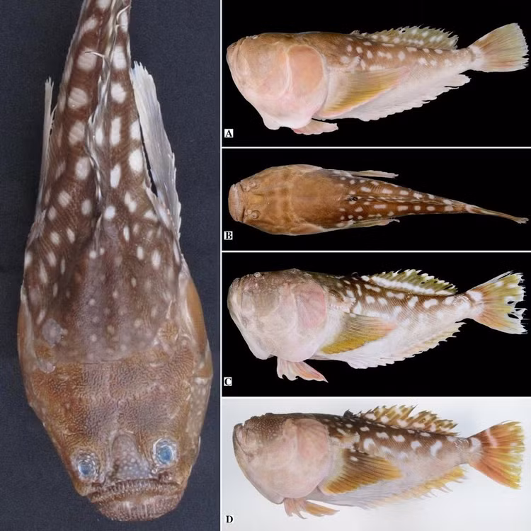 Choang vang phat hien 'quai ngu' giay giua trong luoi danh ca-Hinh-3