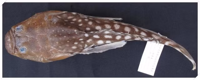 Choang vang phat hien 'quai ngu' giay giua trong luoi danh ca-Hinh-4