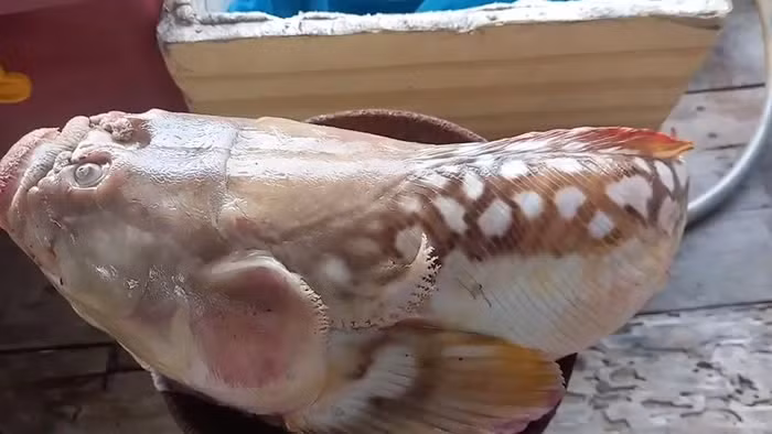 Choang vang phat hien 'quai ngu' giay giua trong luoi danh ca-Hinh-2