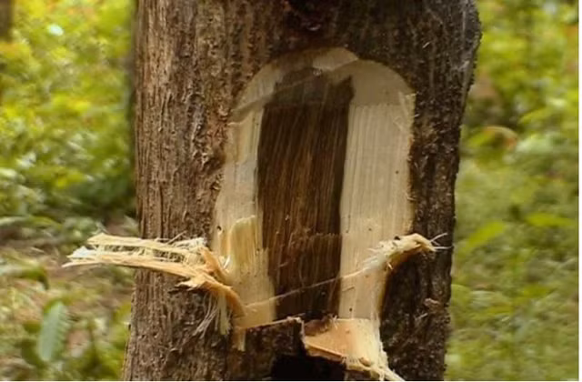 Cay 'vang xanh' quy hiem tren the gioi duoc Viet Nam trong hang loat-Hinh-3