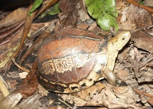 Rua hop tran vang duoc nhan giong o VQG Cuc Phuong: Loai cuc hiem-Hinh-3