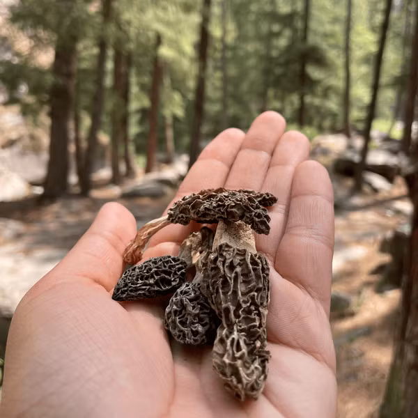 Loai nam dat do nhat hanh tinh, 'thoat an thoat hien' tren nui-Hinh-8