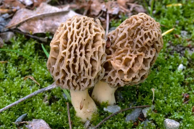 Loai nam dat do nhat hanh tinh, 'thoat an thoat hien' tren nui-Hinh-7