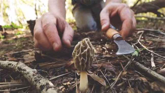 Loai nam dat do nhat hanh tinh, 'thoat an thoat hien' tren nui-Hinh-2