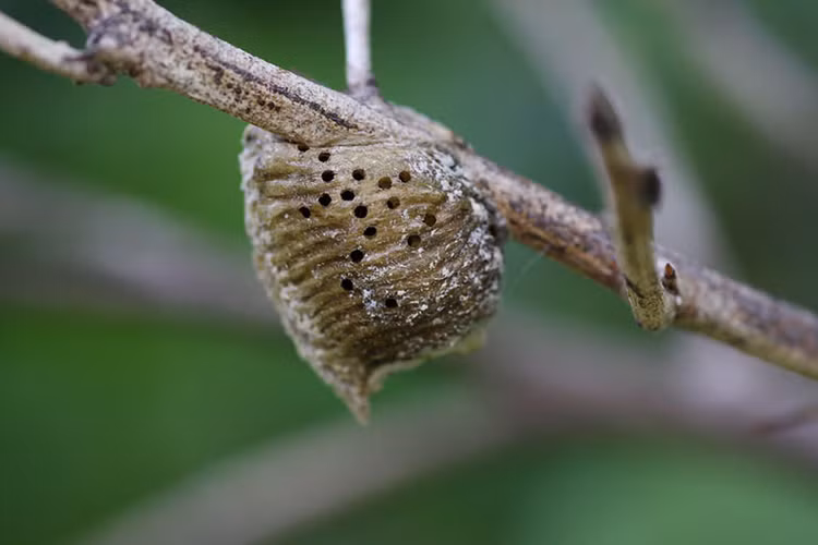 Loai con trung so huu thu 'quy hon vang', co day o Viet Nam-Hinh-4
