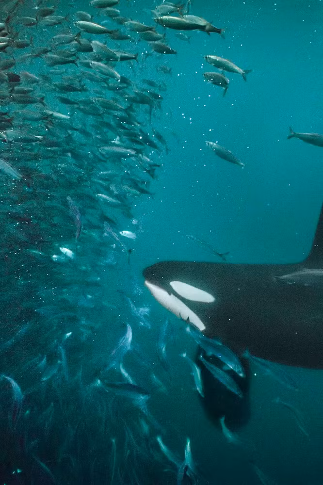 'Sat thu' dang so nhat dai duong, san moi theo dan-Hinh-5