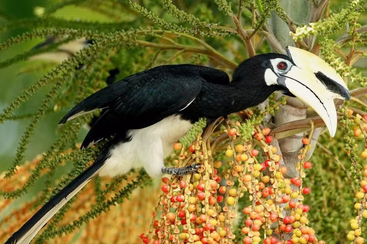 Chim cao cat bung trang duoc VQG Cuc Phuong tiep nhan: Loai cuc quy-Hinh-2