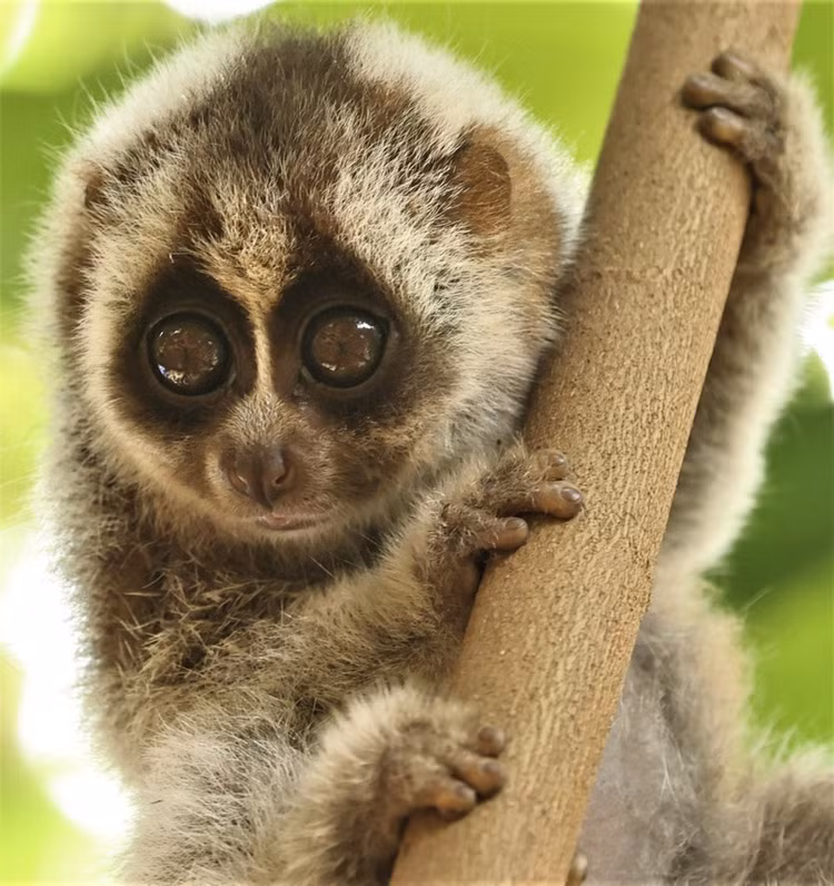 Loai vat trong Sach Do Viet Nam lac vao nha dan o Hai Duong-Hinh-6