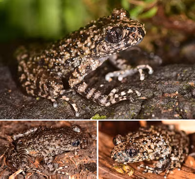 Viet Nam phat hien loai dong vat moi chua tung co tren the gioi-Hinh-3