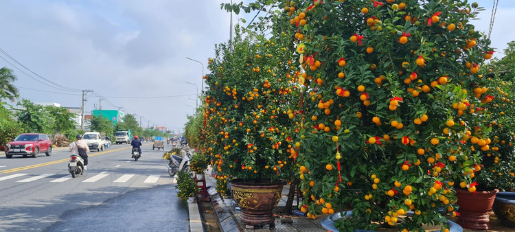 Da Nang - Hoi An: Quat, buoi deu dep, thi truong hoa Tet bat dau soi dong