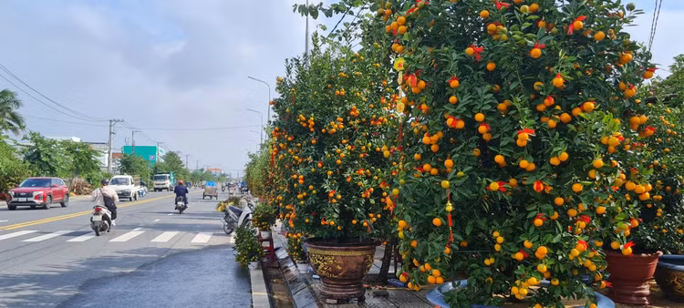 Da Nang - Hoi An: Quat, buoi deu dep, thi truong hoa Tet bat dau soi dong