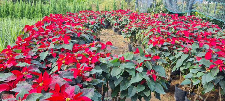 Da Nang - Hoi An: Quat, buoi deu dep, thi truong hoa Tet bat dau soi dong-Hinh-13