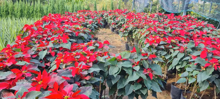 Da Nang - Hoi An: Quat, buoi deu dep, thi truong hoa Tet bat dau soi dong-Hinh-13