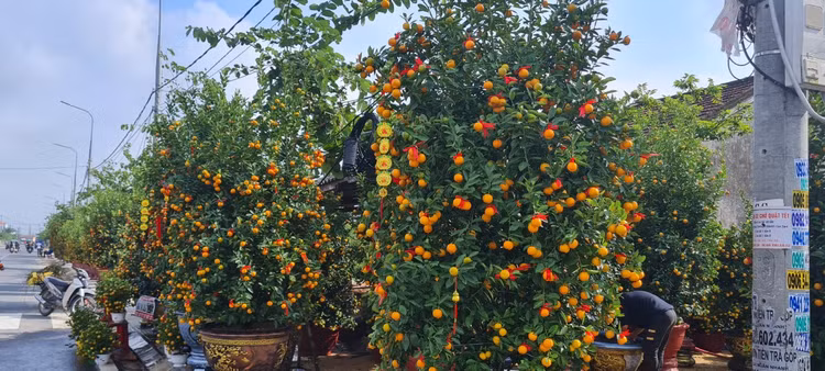 Da Nang - Hoi An: Quat, buoi deu dep, thi truong hoa Tet bat dau soi dong-Hinh-5