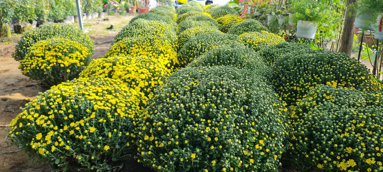 Da Nang - Hoi An: Quat, buoi deu dep, thi truong hoa Tet bat dau soi dong-Hinh-16