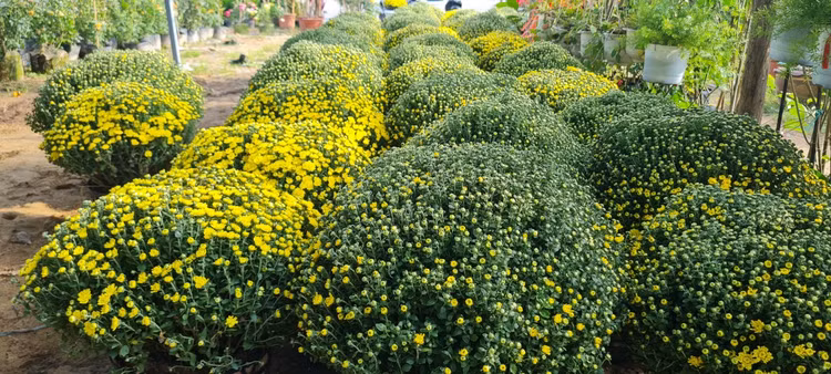 Da Nang - Hoi An: Quat, buoi deu dep, thi truong hoa Tet bat dau soi dong-Hinh-16