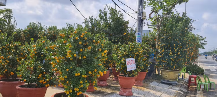 Da Nang - Hoi An: Quat, buoi deu dep, thi truong hoa Tet bat dau soi dong-Hinh-2