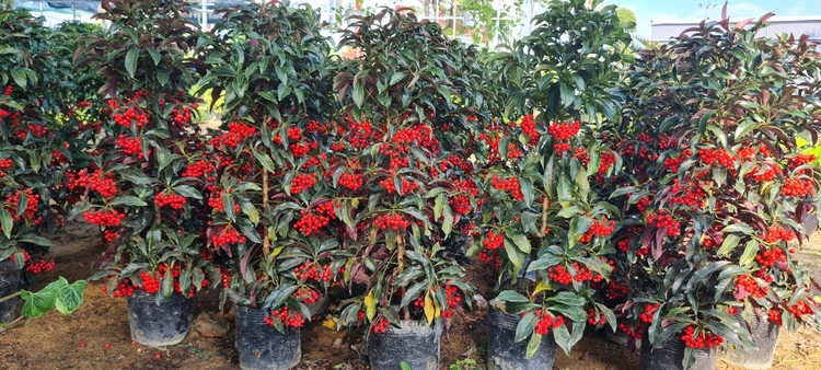 Da Nang - Hoi An: Quat, buoi deu dep, thi truong hoa Tet bat dau soi dong-Hinh-15