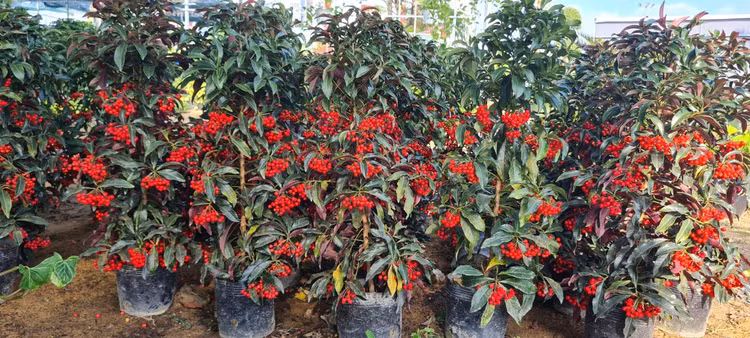 Da Nang - Hoi An: Quat, buoi deu dep, thi truong hoa Tet bat dau soi dong-Hinh-15