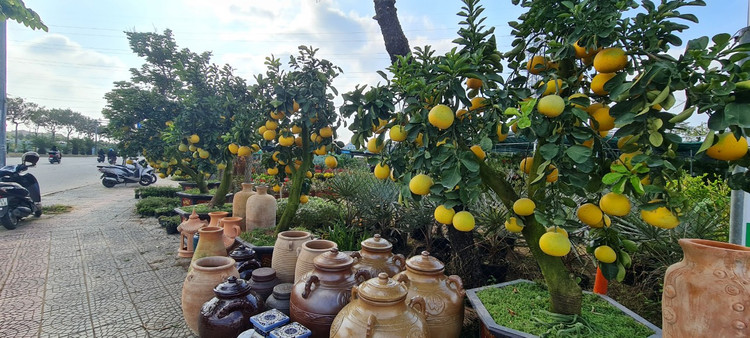 Da Nang - Hoi An: Quat, buoi deu dep, thi truong hoa Tet bat dau soi dong-Hinh-9