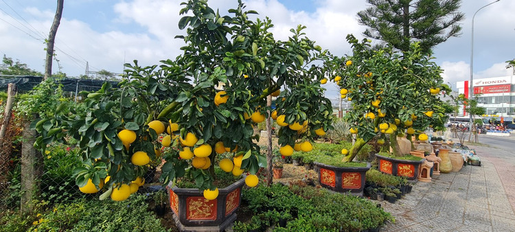 Da Nang - Hoi An: Quat, buoi deu dep, thi truong hoa Tet bat dau soi dong-Hinh-6