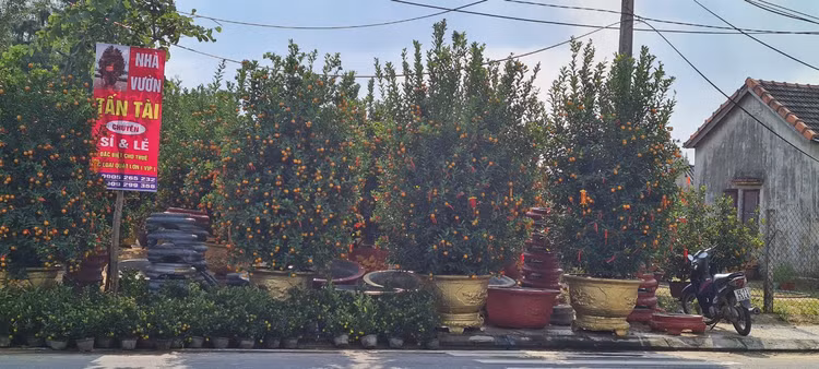 Da Nang - Hoi An: Quat, buoi deu dep, thi truong hoa Tet bat dau soi dong-Hinh-4