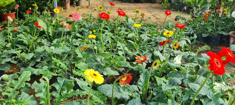 Da Nang - Hoi An: Quat, buoi deu dep, thi truong hoa Tet bat dau soi dong-Hinh-14