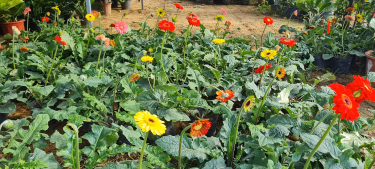 Da Nang - Hoi An: Quat, buoi deu dep, thi truong hoa Tet bat dau soi dong-Hinh-14