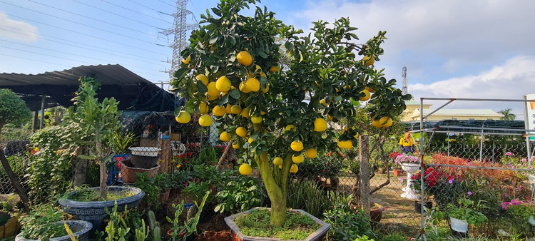 Da Nang - Hoi An: Quat, buoi deu dep, thi truong hoa Tet bat dau soi dong-Hinh-7