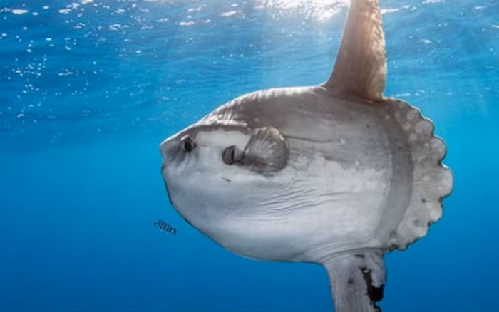 Can canh loat thuy quai dang so tung 'sa luoi' ngu dan Viet-Hinh-3